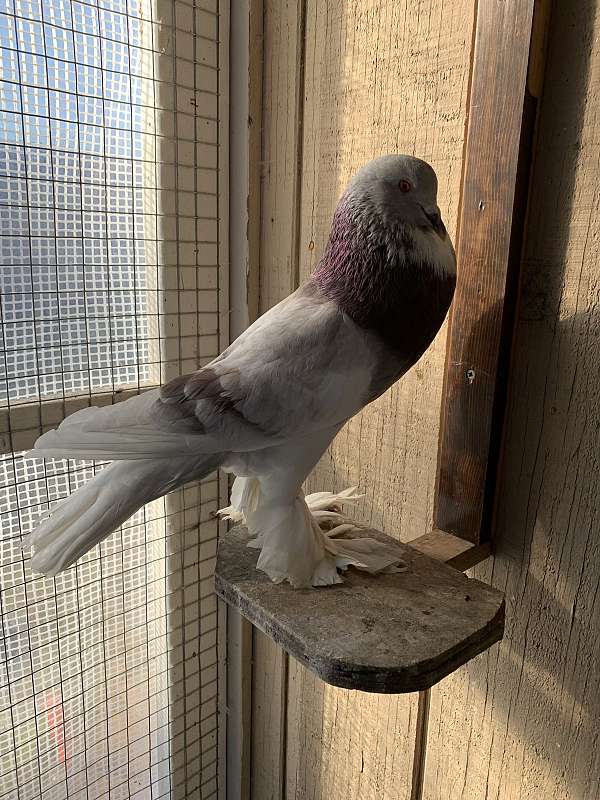 grey-pearl-pigeon-for-sale