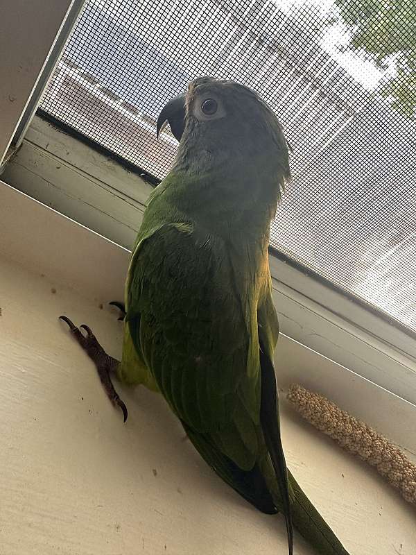 conure-for-sale