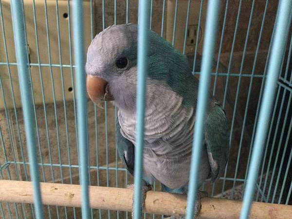 quaker-parrots-for-sale-in-zephyrhills-fl