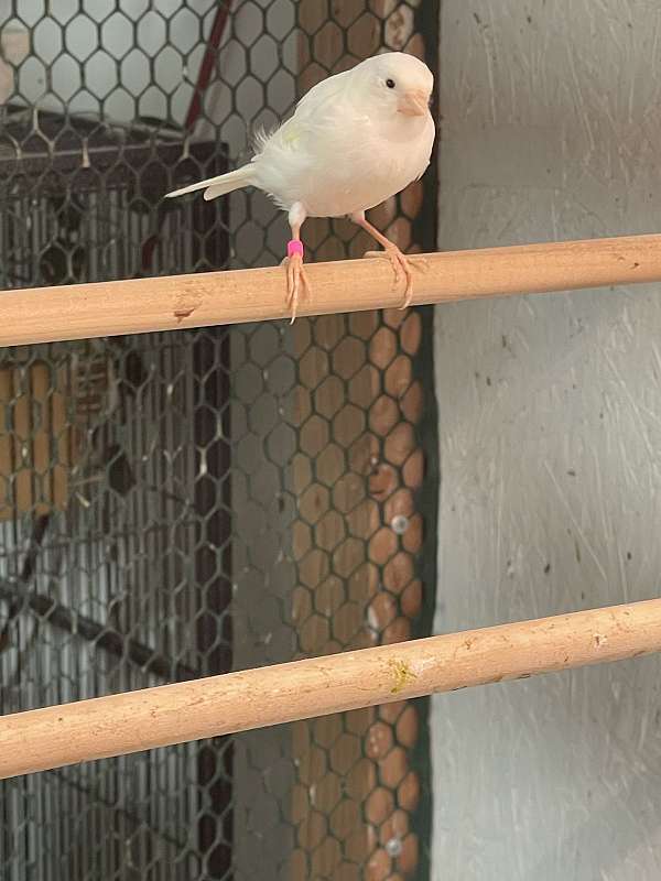 bird-for-sale-in-hagerstown-md