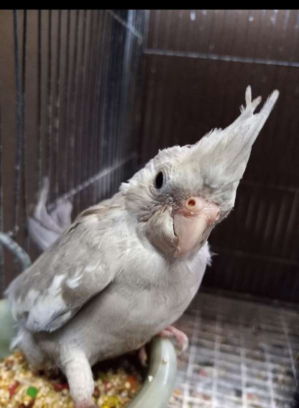 pied-bird-for-sale-in-greenville-sc