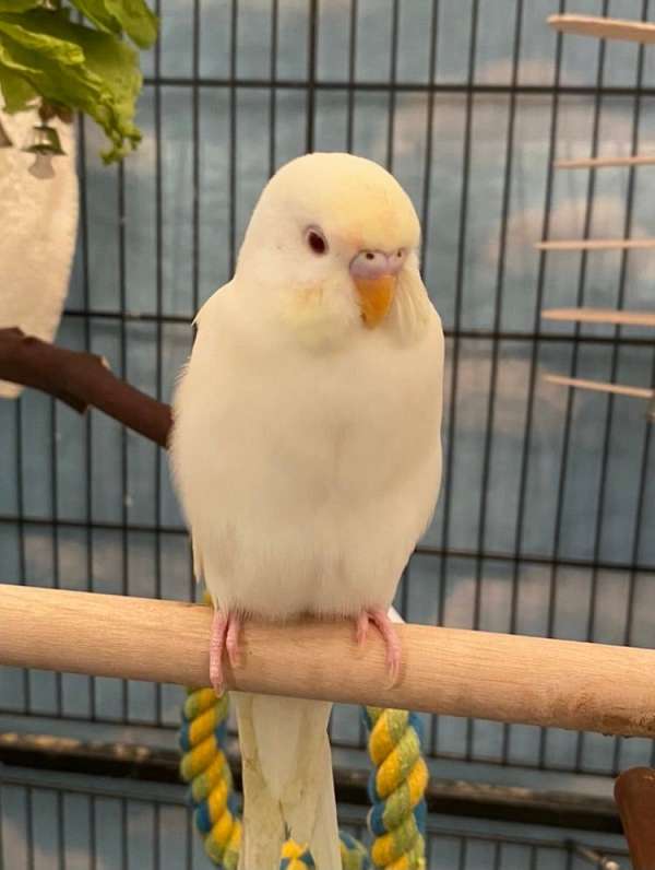 parakeet-for-sale-in-costa-mesa-ca