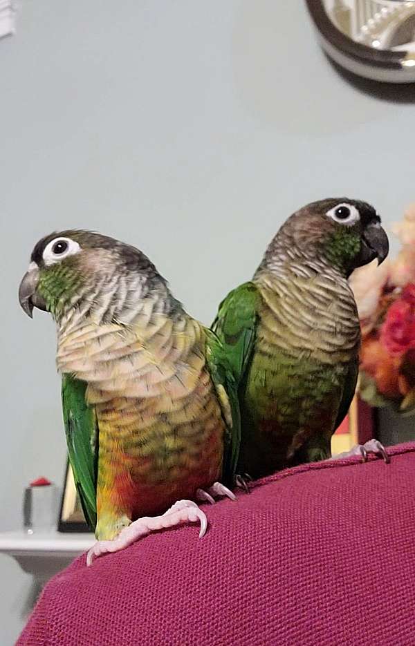 bonded-pair-talking-conure-for-sale