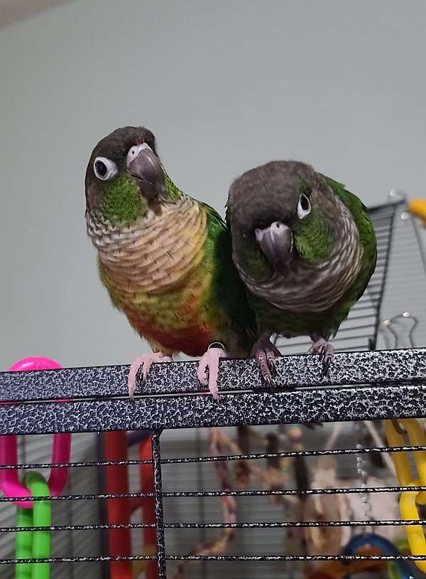 bonded-pair-talking-young-bird