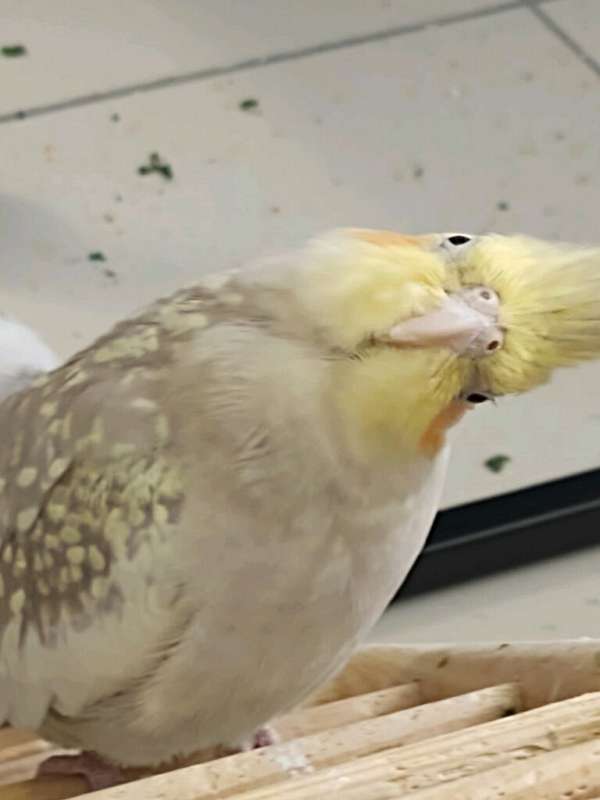 pearl-white-pet-bird-for-sale