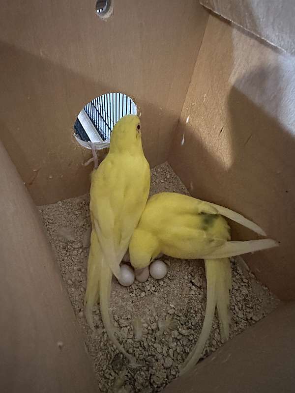 parakeet-for-sale