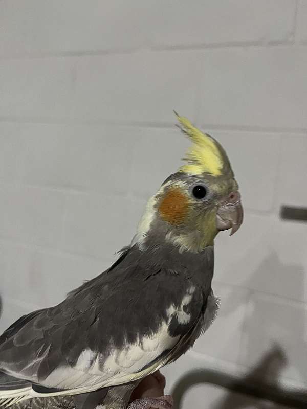 baby-young-bird-for-sale-in-frisco-tx