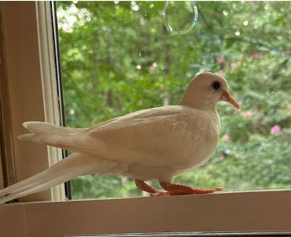 young-dove-ringneck-dove-for-sale