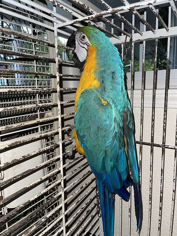 gold-blue-gold-macaw-for-sale