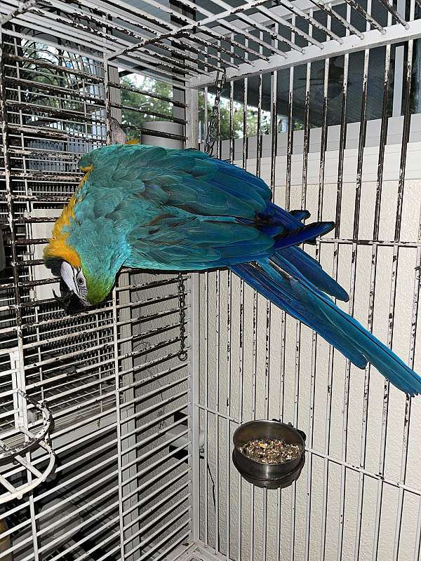 green-blue-gold-macaw-for-sale