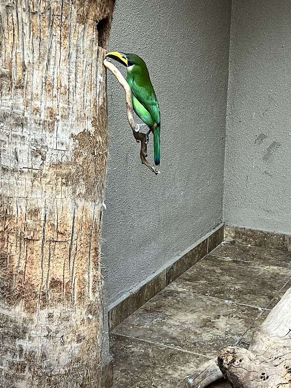 tangerine-bird-for-sale-in-chula-vista-ca