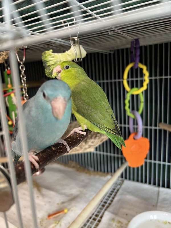 pacific-parrotlet-for-sale