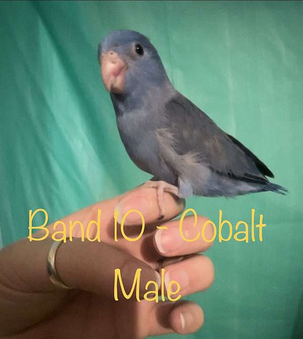 cobalt-bird-for-sale-in-powhatan-va