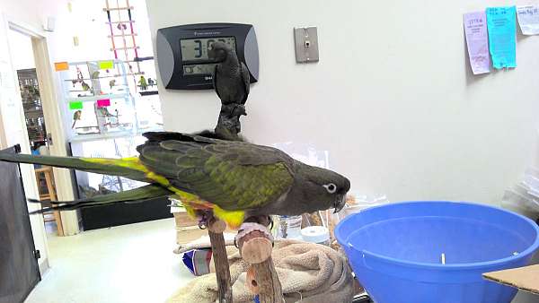 patagonian-conure-bird-for-sale
