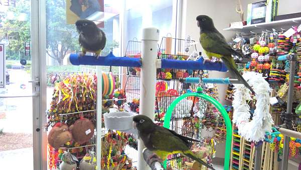 patagonian-conure-for-sale-in-norcross-ga