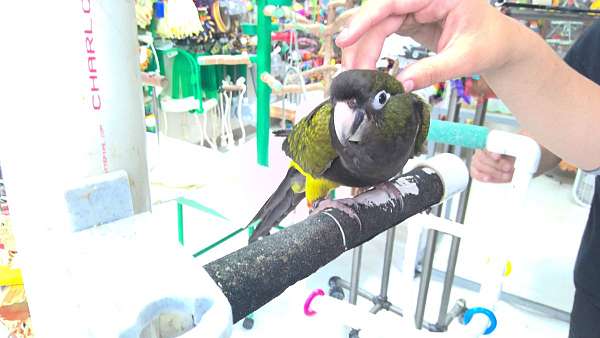 bird-parrot-for-sale-in-norcross-ga