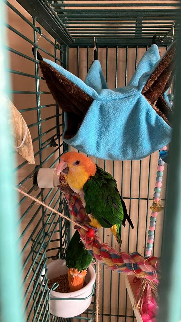 bonded-pair-talking-caique-for-sale