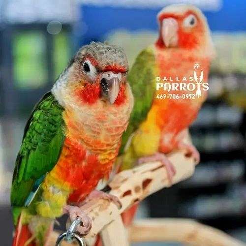 Captivating Red Factor Green Cheek Conure