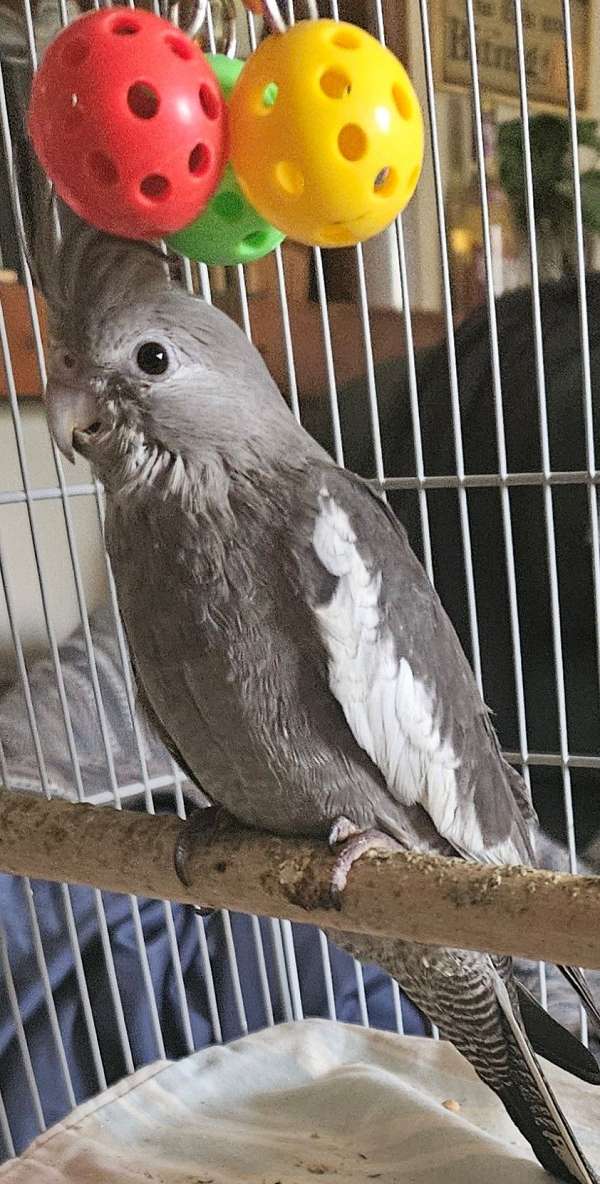 pet-bird-for-sale-in-cynthiana-ky