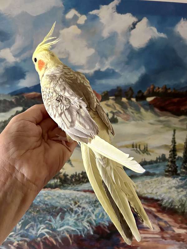 pearl-yellow-bird-for-sale-in-san-diego-ca