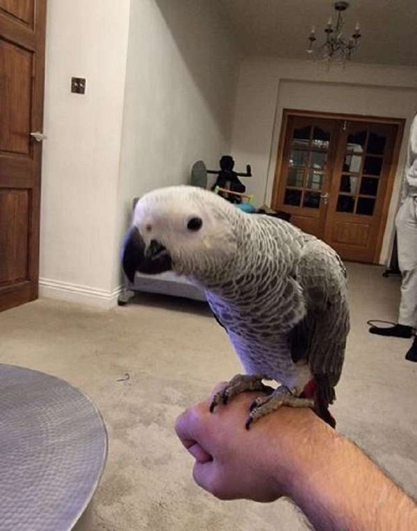 amazon-parrot-for-sale-in-jackson-ca