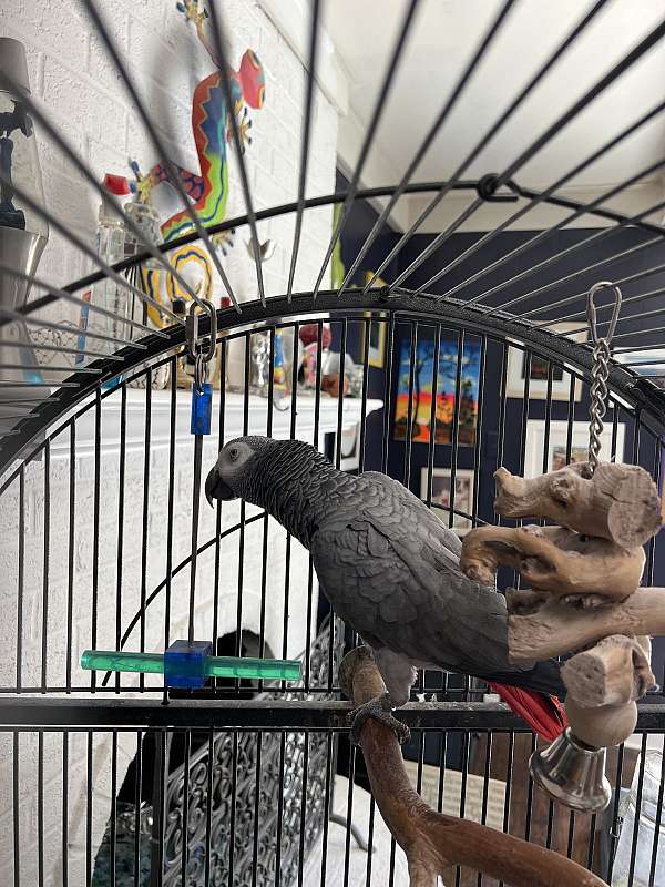 female-bird-for-sale-in-raleigh-nc