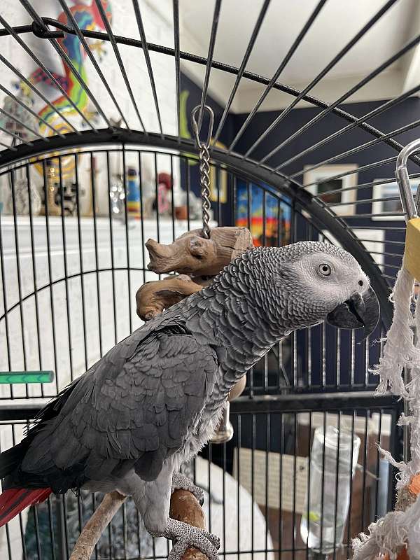 congo-african-grey-parrot-for-sale