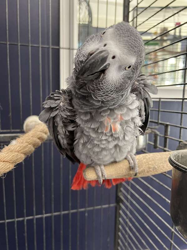 african-grey-parrot-for-sale