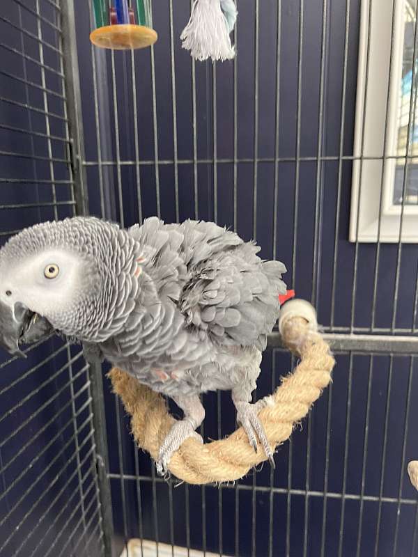 african-grey-parrot-for-sale-in-raleigh-nc