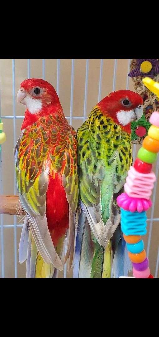 bonded-pair-rosella-parakeet-for-sale