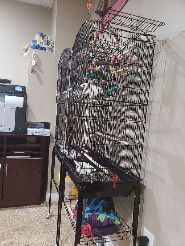 parakeet-for-sale