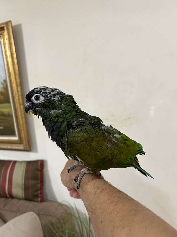 pionus-parrots-for-sale