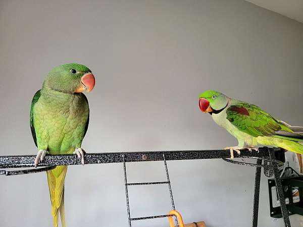 bonded-pair-bird-for-sale-in-sterling-va