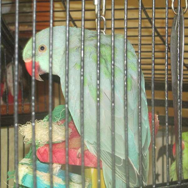 blue-green-bird-for-sale-in-northville-ny