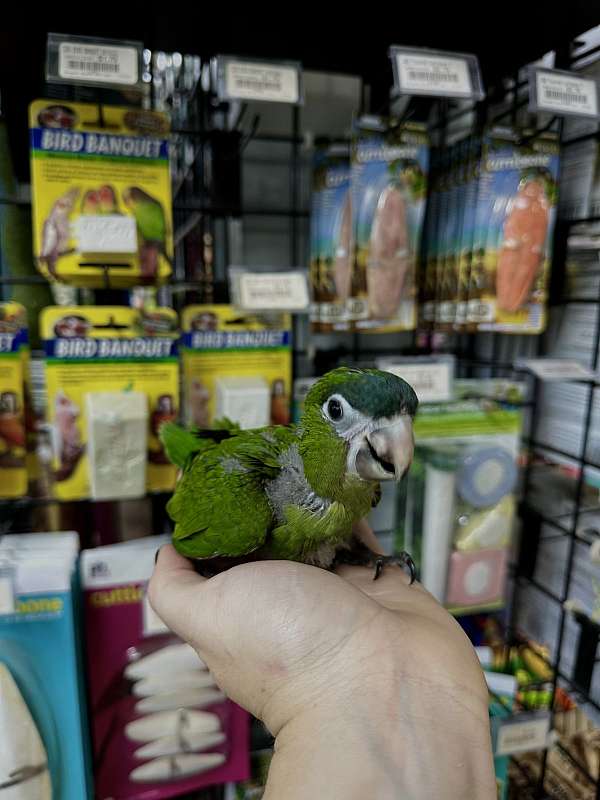 small-bird-for-sale-in-st-petersburg-fl