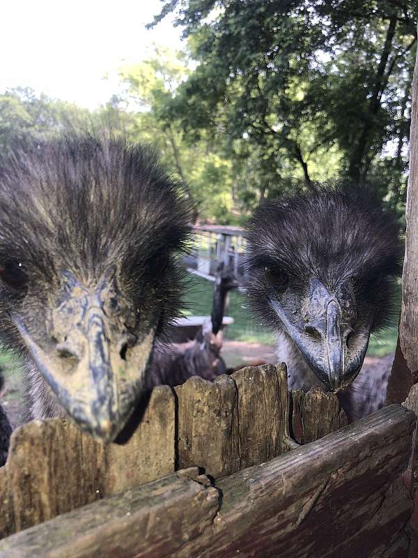 emu-for-sale-in-landenberg-pa