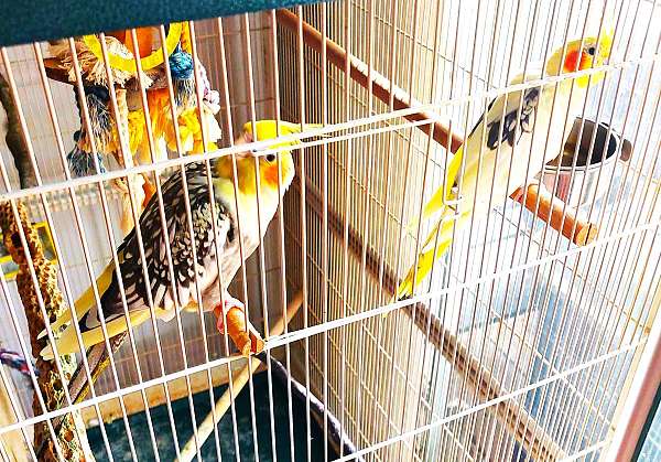 cockatiel-for-sale-in-celina-oh