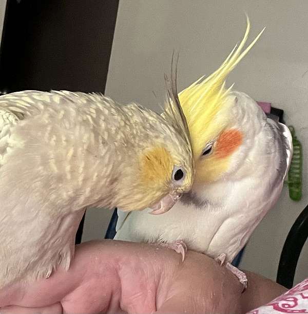 hand feeding goffin cockatoo