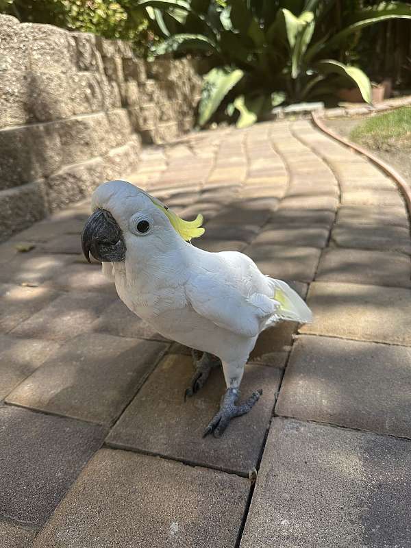 triton-cockatoo-for-sale-in-antioch-ca