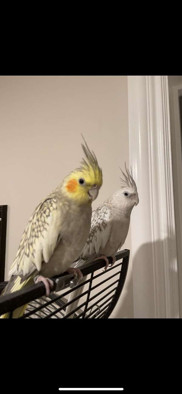 cockatiel-for-sale-in-encino-ca