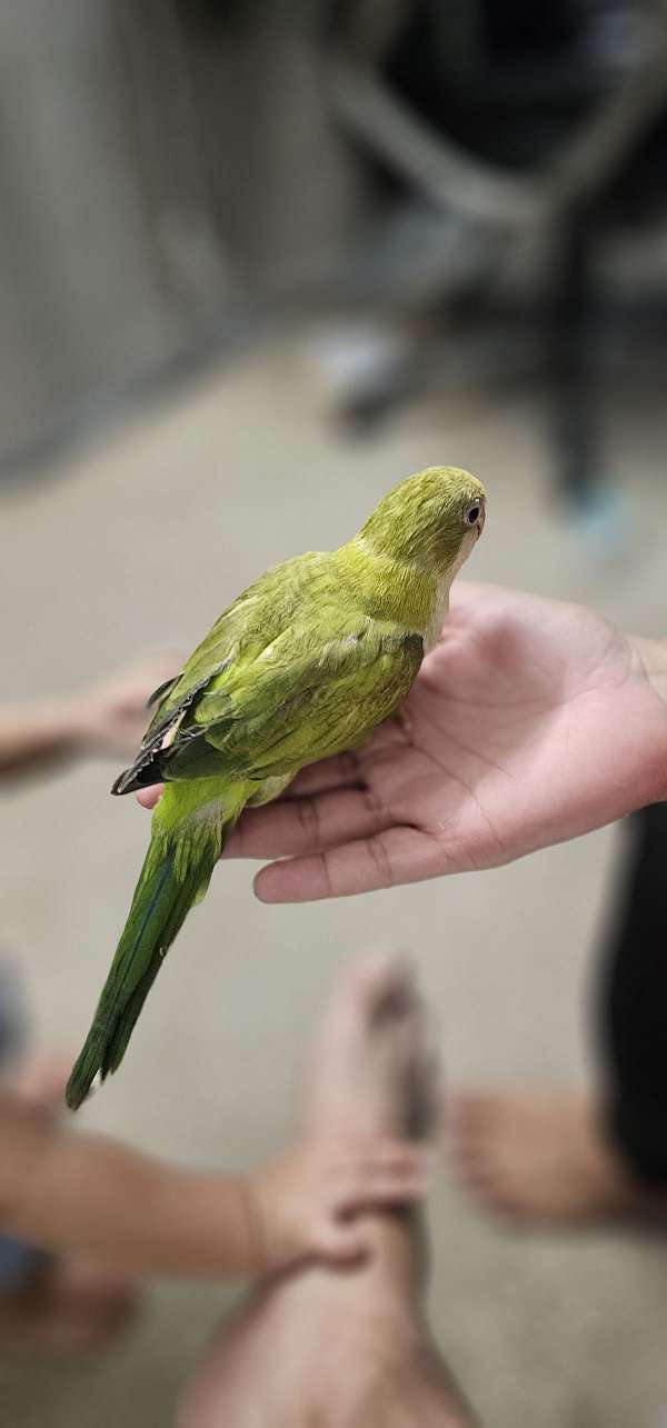 opaline-bird-for-sale-in-texas