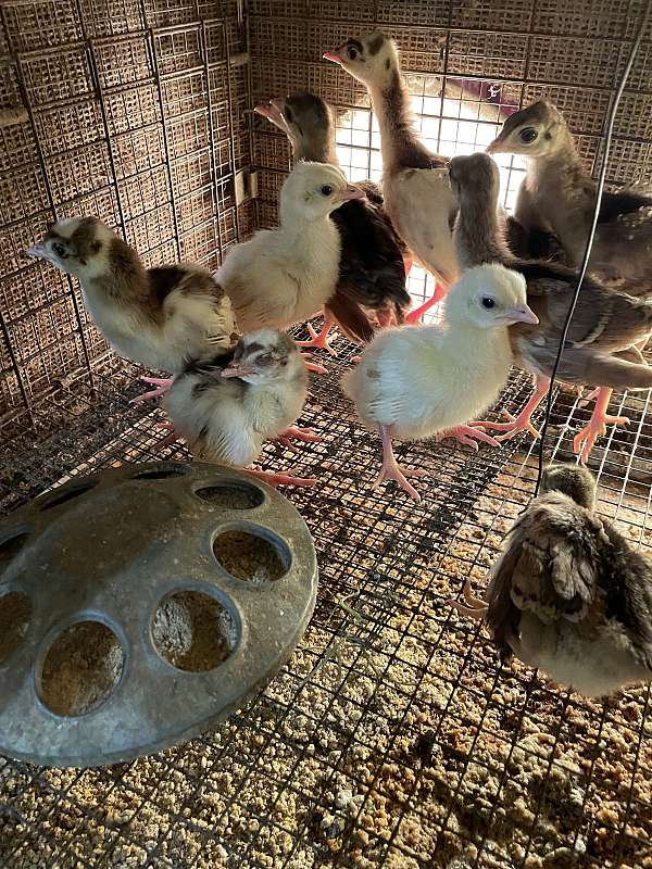 mixed-bird-for-sale-in-bushnell-fl