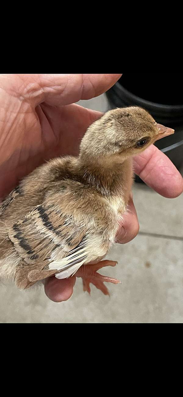 bird-for-sale-in-bushnell-fl