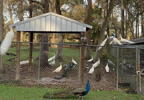 small-bird-for-sale-in-bushnell-fl