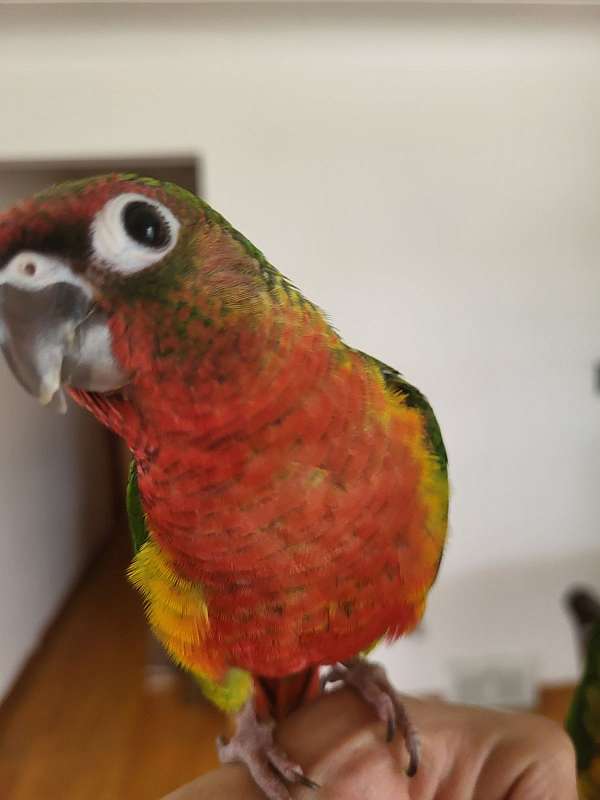 handfed-tame-red-fronted-conure-for-sale