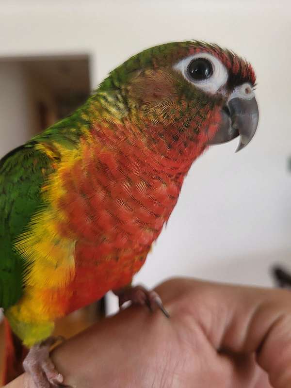 red-fronted-conure-for-sale-in-michigan