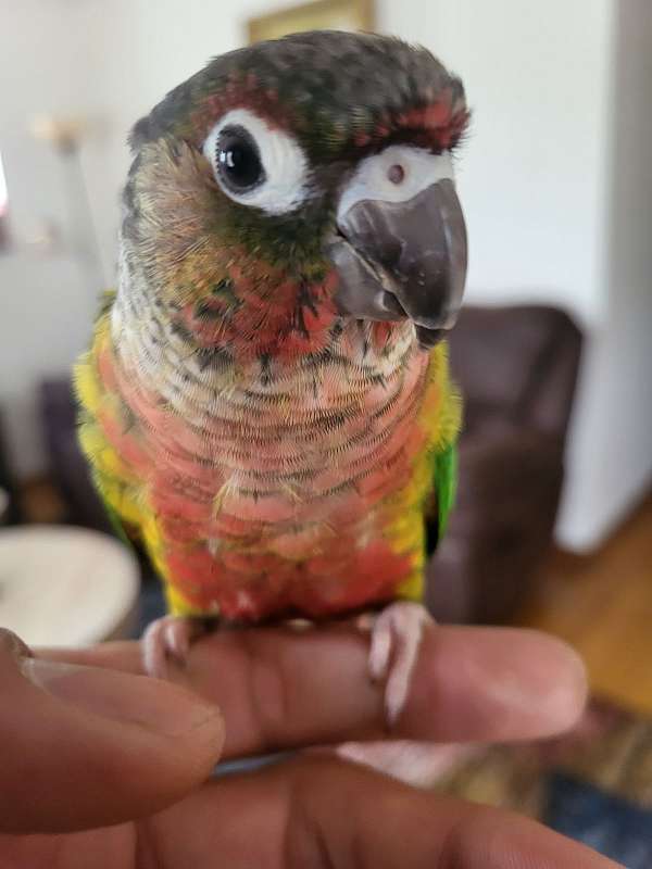 young-red-fronted-conure-for-sale