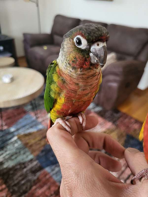 red-fronted-conure-for-sale