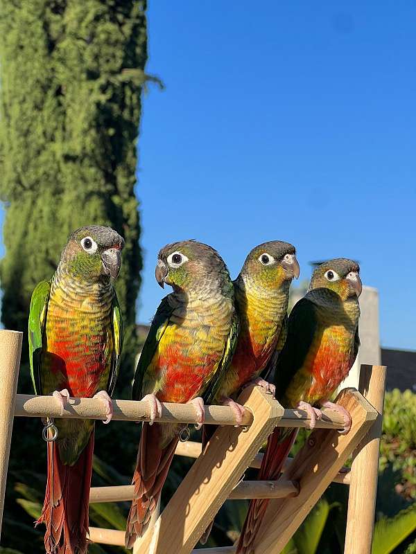 tame-bird-for-sale-in-bonsall-ca