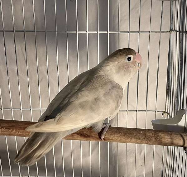 grey-white-fischers-lovebird-for-sale